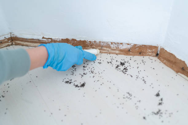 Best Termite Inspection and Treatment  in Hephzibah, GA